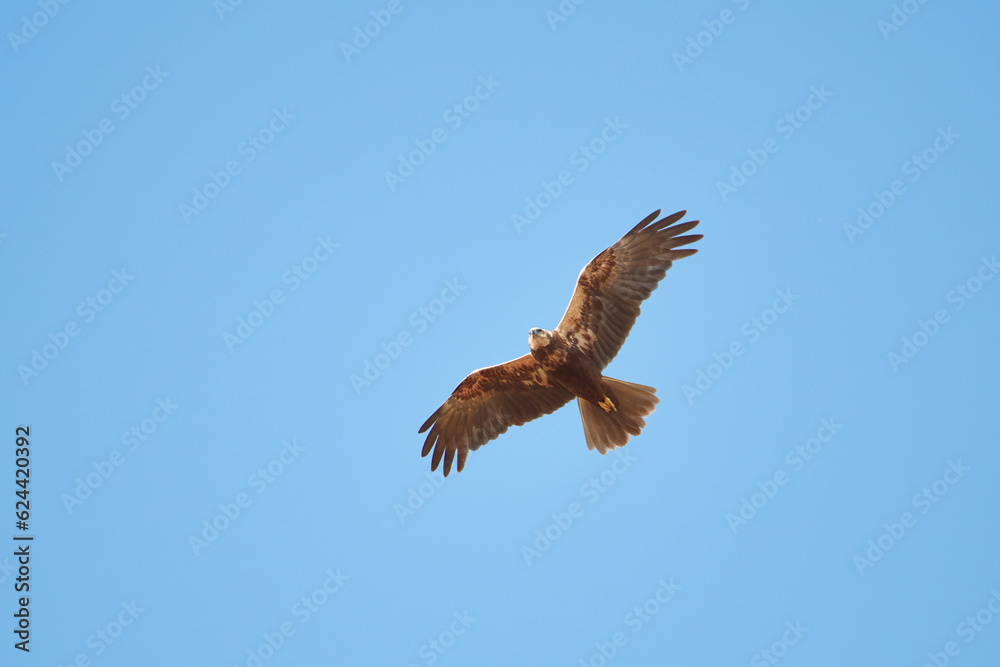 Obraz premium Weibliche Rohrweihe auf Jagd 