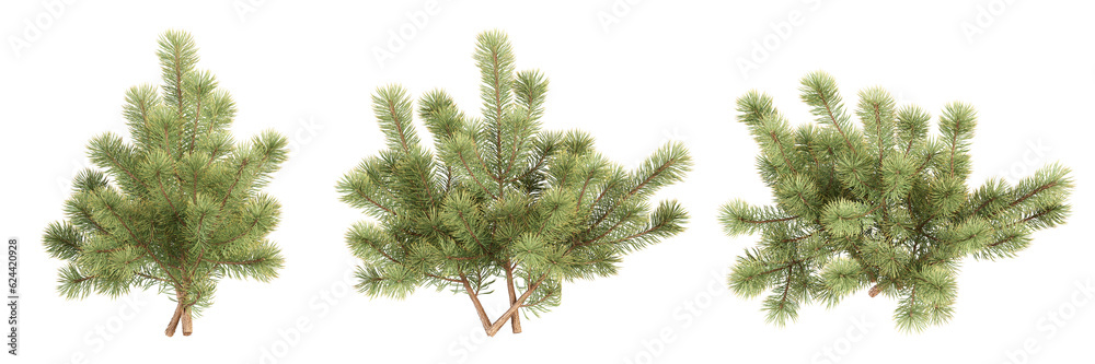 christmas tree branches	
