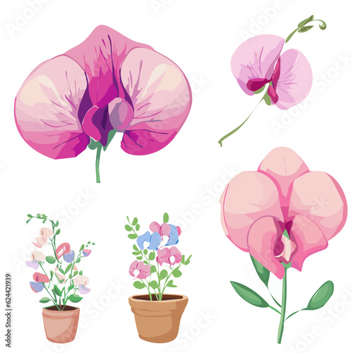 Sweet Pea flower, Beautiful isolated Sweet Pea set, vector illustration