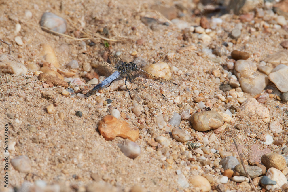 Großer Blaupfeil (Orthetrum cancellatum)