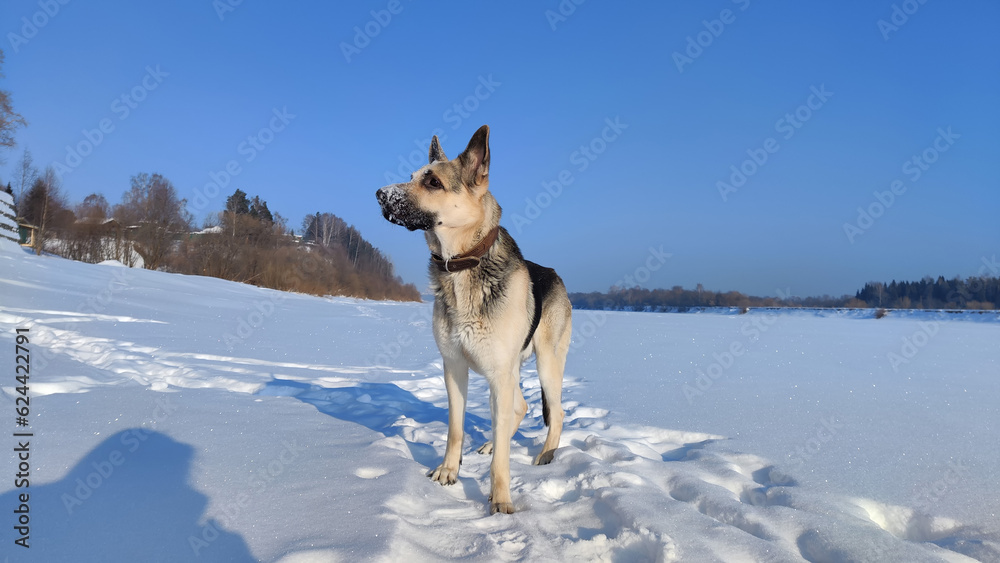 Dog German Shepherd on a big field in a winter day and white snow arround. Waiting eastern European dog veo Dog German Shepherd on a big field in a winter day and white snow arround. Waiting eastern European dog veo