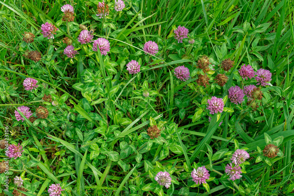 Obraz premium Red clover flowers in bloom