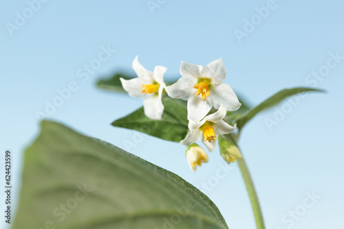 White and yellow wild flower of black nightshade
