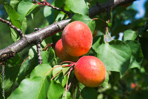 Ripe Apricots on the branch in fruit orchard