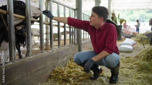 Dairy farm male owner squatting down outside of his cow's area and letting one cow licks his hand