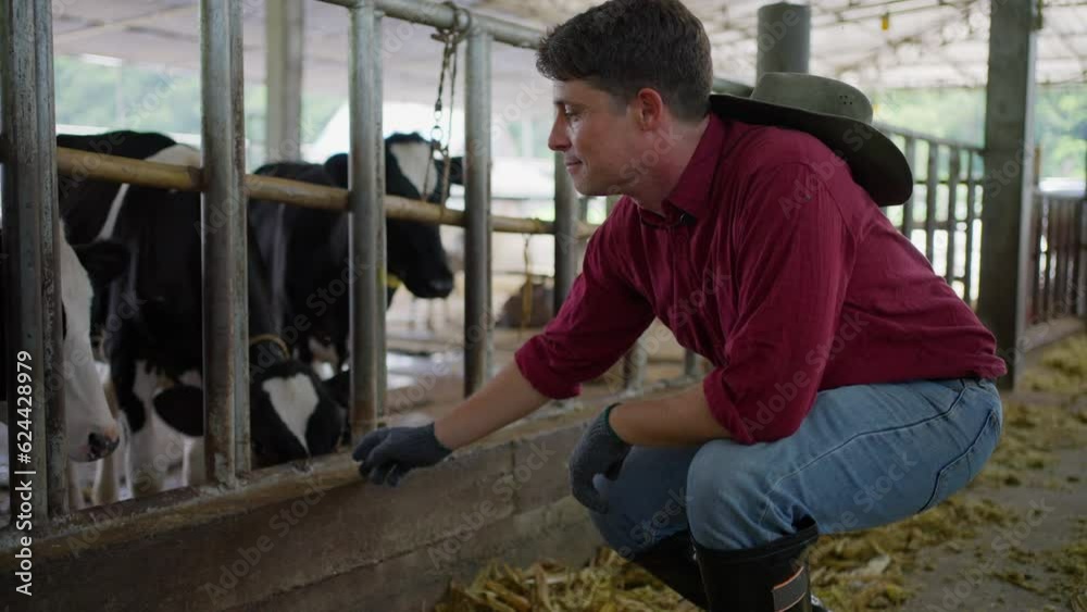 A successful male dairy farm owner standing up near his cows and crossing his arms while smiling at camera happily A successful male dairy farm owner standing up near his cows and crossing his arms while smiling at camera happily