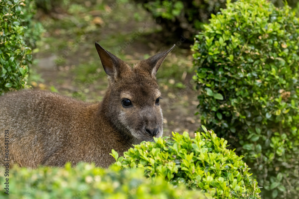 Fototapeta premium Wallaby peeking over a green bush