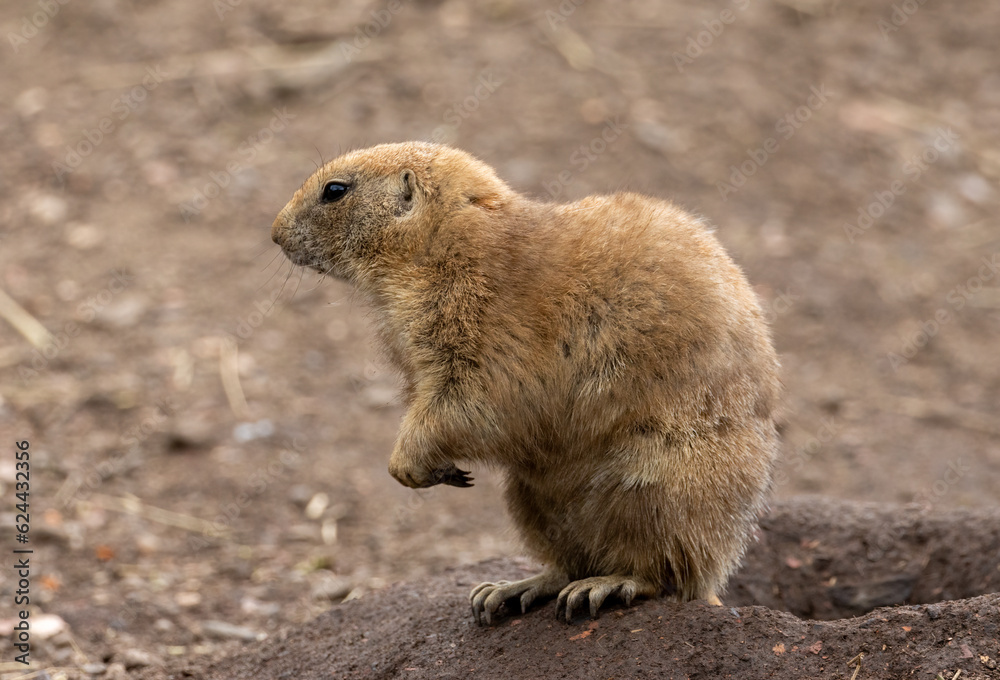 Black tailed prairie dog nibbling on food and looking around near the burrow Black tailed prairie dog nibbling on food and looking around near the burrow