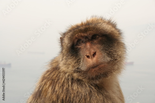 Retrato de macaco adulto © Tymon