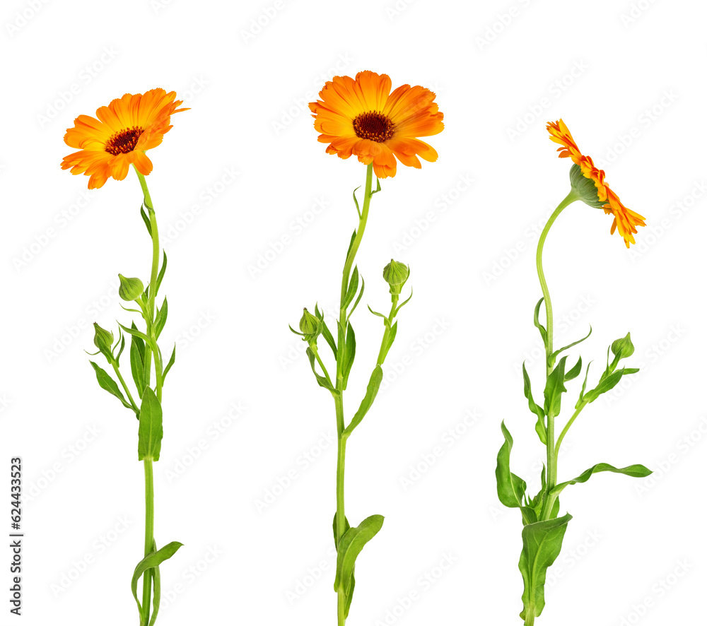Calendula officinalis flower isolated on white or transparent background. Marigold medicinal plant, healing herb. Set of three calendula flowers with leaves and stem. - obrazy, fototapety, plakaty 