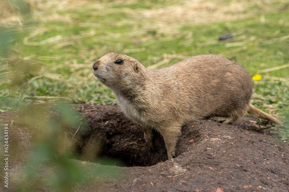 Black tailed prairie dogs playing together Black tailed prairie dogs playing together