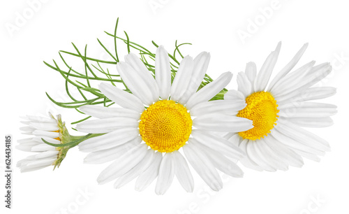 Chamomile flower isolated on white or transparent background. Camomile medicinal plant, herbal medicine. Three chamomile flowers and green leaves. photo
