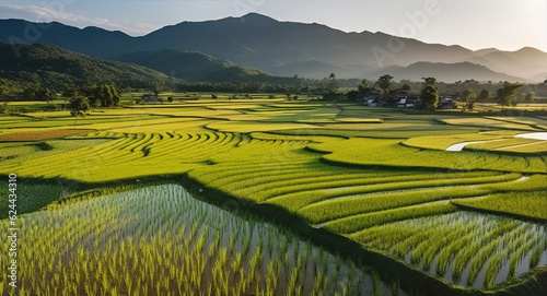Green Rice field with evening light  Generative AI