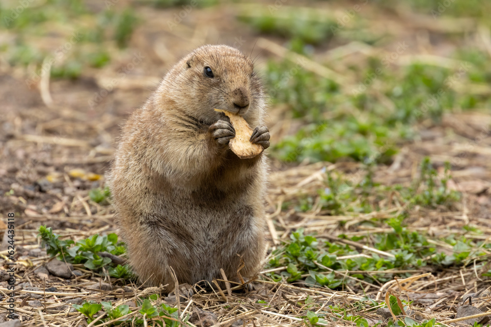 Hungry black tailed prairie dogs tucking into their vegetables Hungry black tailed prairie dogs tucking into their vegetables