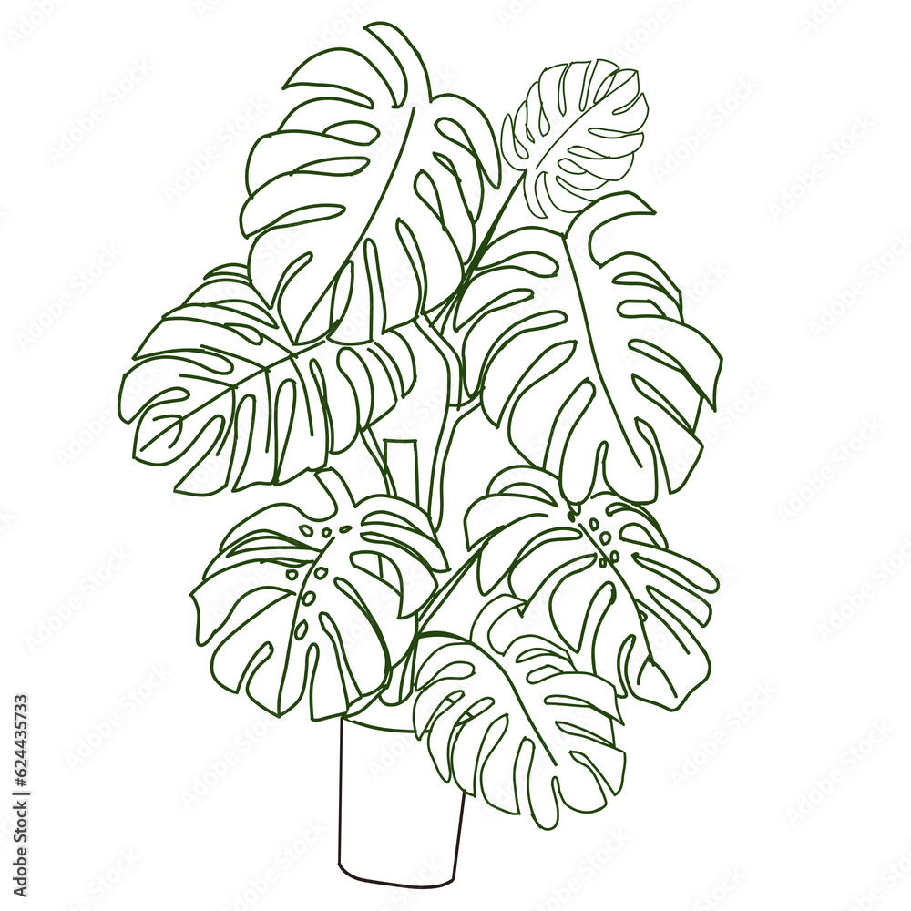 branch with leaves, Monstera deliciosa,