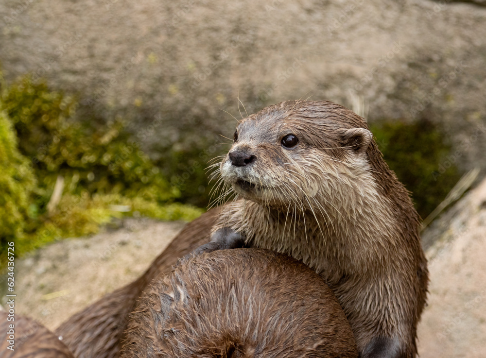 Asian short clawed otters playing together Asian short clawed otters playing together