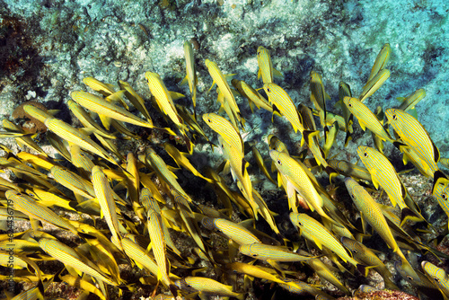 Marine life in open ocean and reef