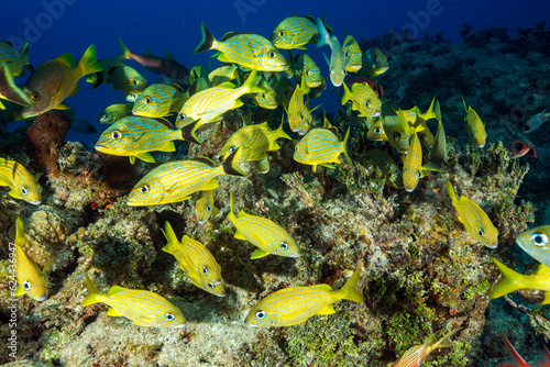 Marine life in open ocean and reef