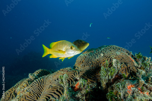 Marine life in open ocean and reef
