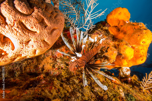 Marine life in open ocean and reef