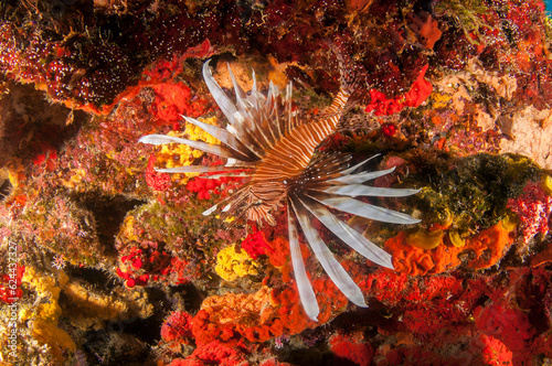 Marine life in open ocean and reef