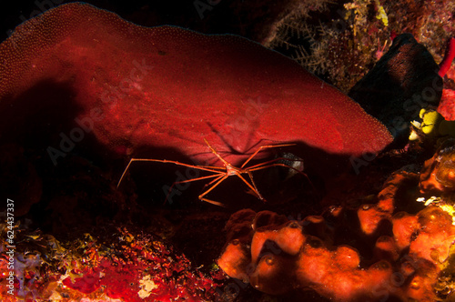 Marine life in open ocean and reef