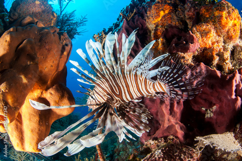 Marine life in open ocean and reef
