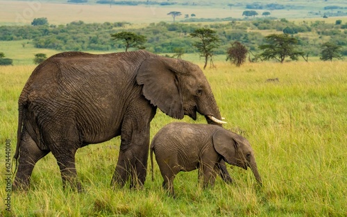 A mother african elephant with her young calf, Maasai Mara Reserve Kenya