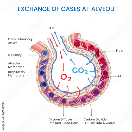Alveoli gas exchange, Oxygen in, carbon dioxide out, facilitating respiration