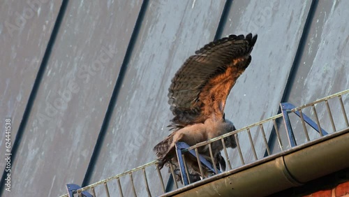 Eurasian eagle-owl (Bubo bubo), two fledglings on a roof of a church Heinsberg, North Rhine-Westphalia, Germany photo