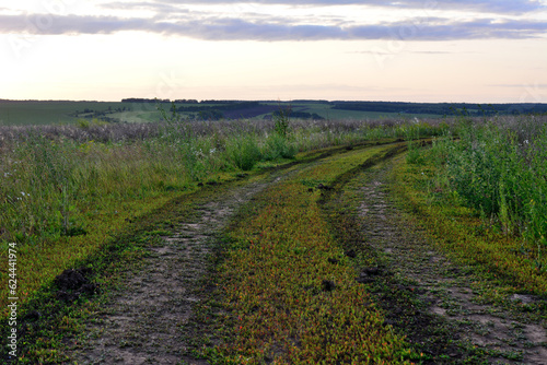 country road going through the field to horizon with dramatic sky copy space 