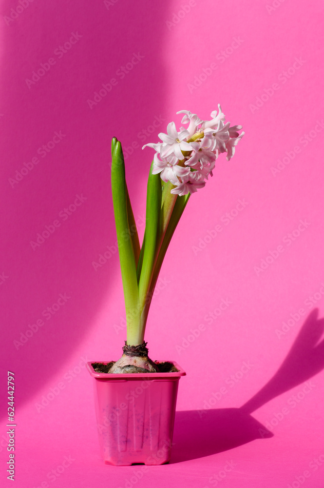 Pink hyacinth flower Hyacinthus orientalis on a pink background, shadow. First spring flower. greeting card.
