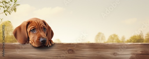 Photo Banner with free copy space for text - cute little dog on white background