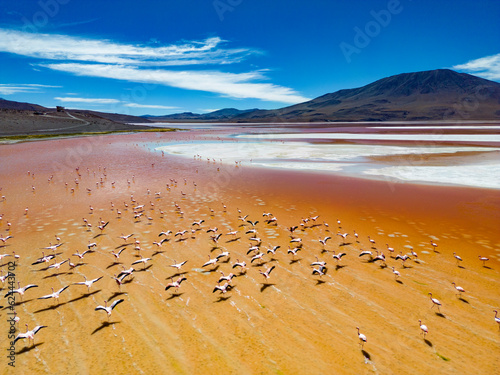 Aerial view of flamingos in the colorful Laguna Colorada in the remote Fauna Andina Eduardo Avaroa National Reserve in the Bolivian Altiplano in South America