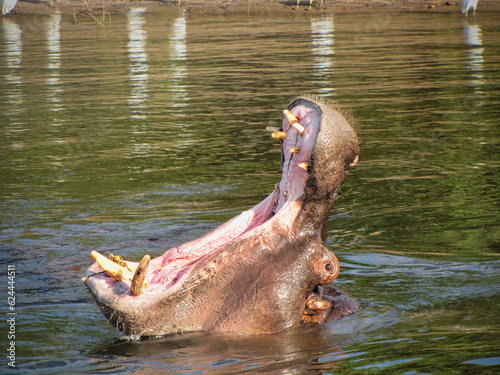 close up of a hippo in water mouth wide opened as if to catch something
