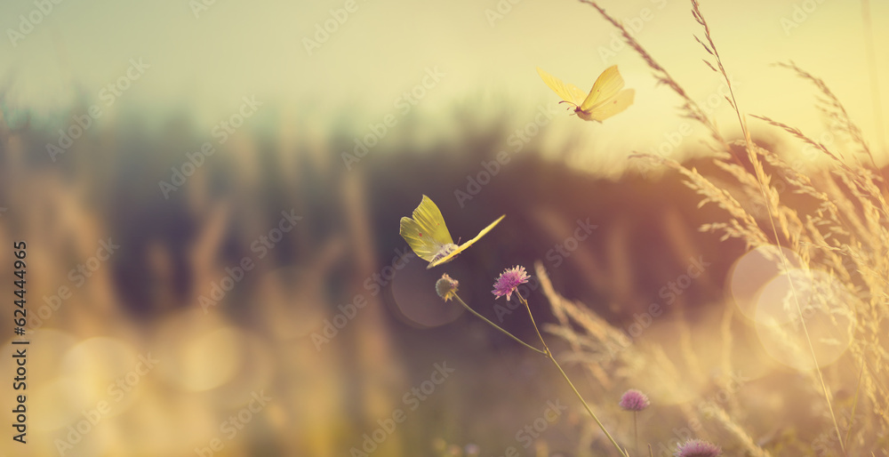 Abstract autumn field landscape at sunset with soft focus. dry ears of grass in the meadow and a flying butterfly - obrazy, fototapety, plakaty 