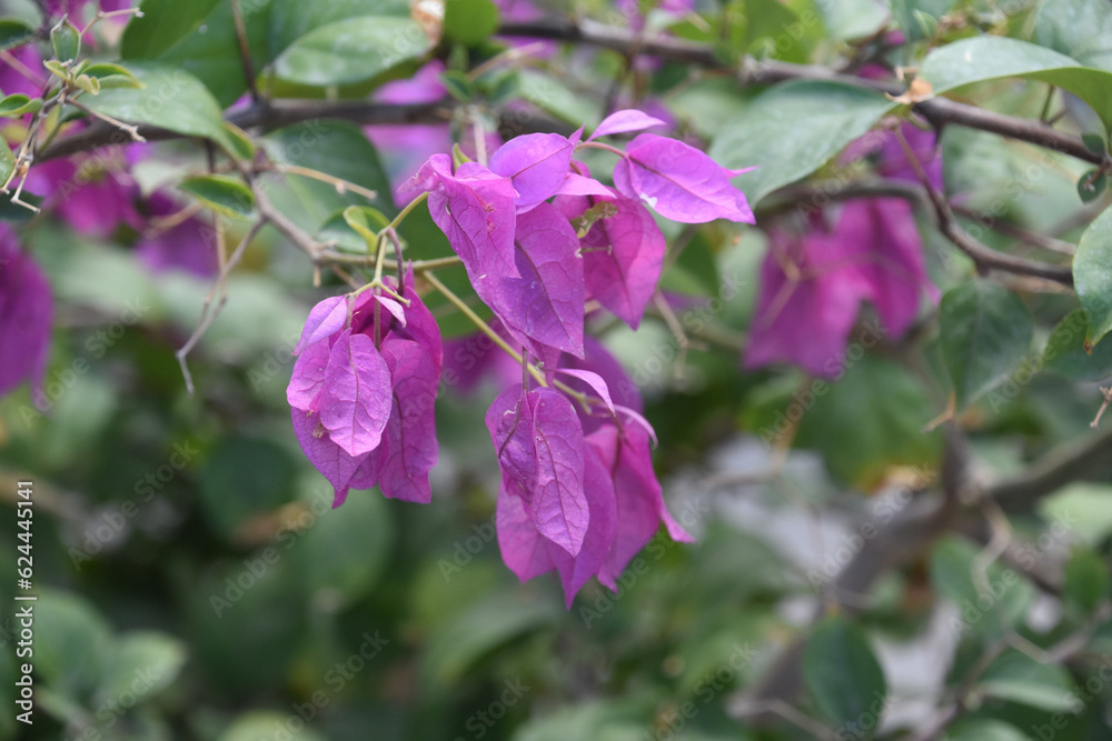 Pretty Pink Flowering Crepe and Myrtle Bush Pretty Pink Flowering Crepe and Myrtle Bush