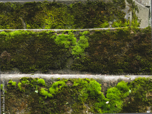 green moss on old stone steps  close-up view