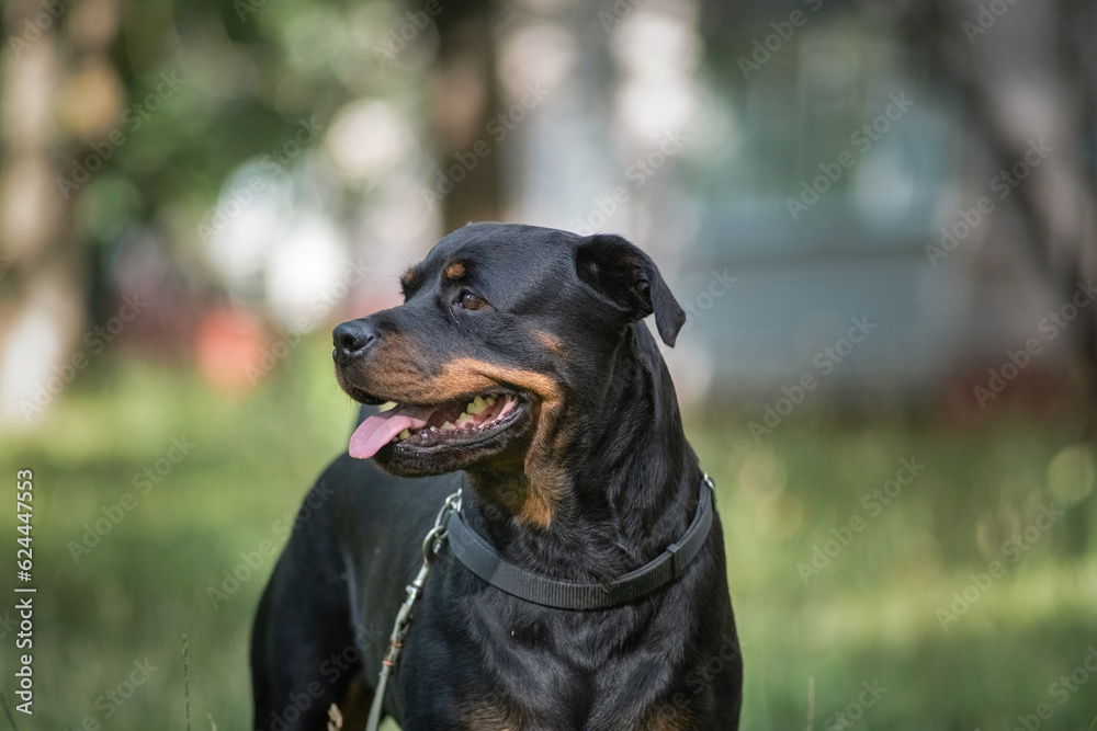 Portrait of a beautiful thoroughbred rottweiler in a summer park in the grass close-up.