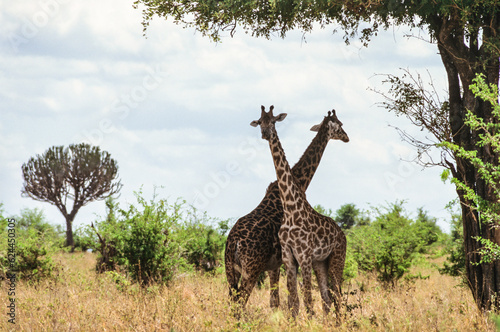 Photography Crossed giraffes