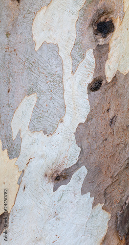 Close-up photo of eucalyptus tree bark. See the details of their textures, patterns and colors.