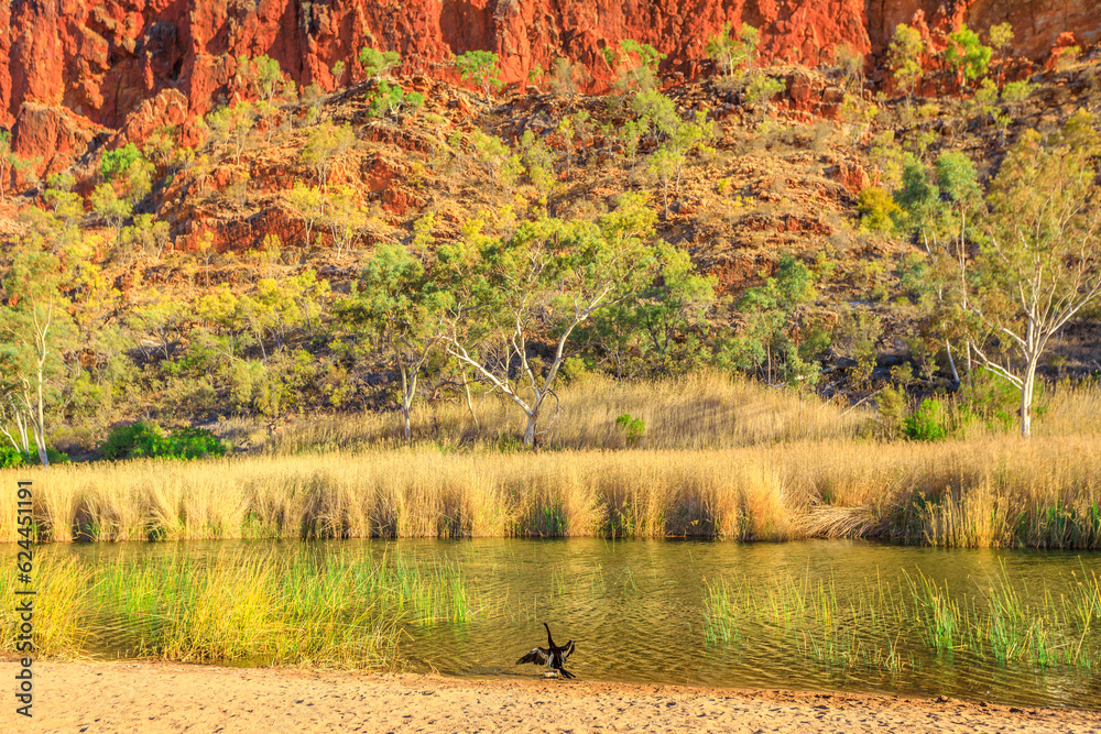 Australian darter flying over permanent waterhole of Glen Helen Gorge on Finke River, important refuge waterbirds. West MacDonnell Range, Northern Territory, Central Australia.