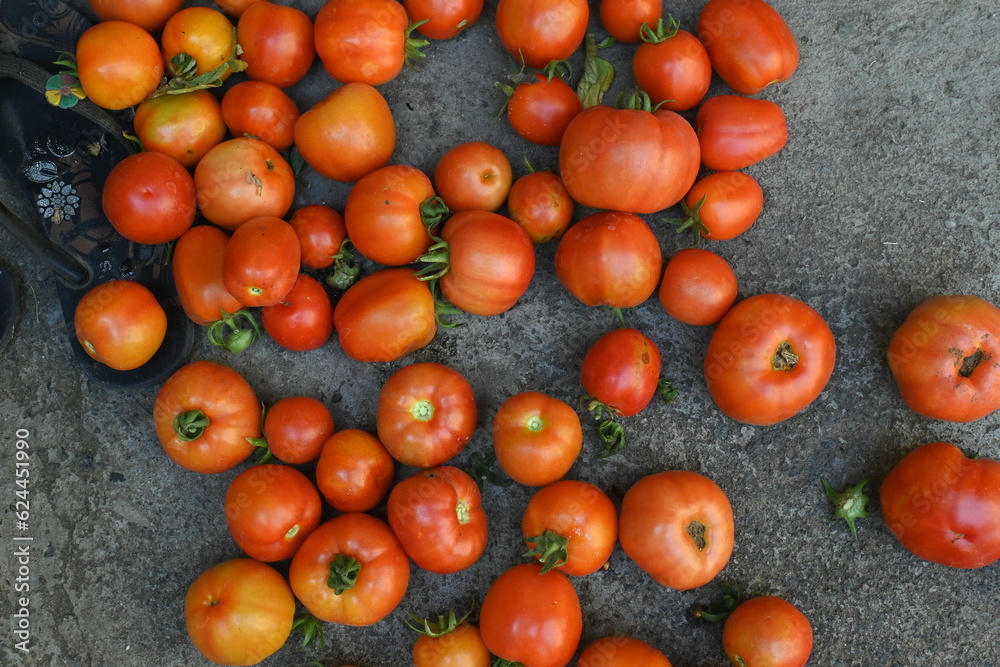 Fresh red tomatoes. Beautiful red ripe  tomatoes. Tomato isolated. Tasty red heirloom tomatoes. It is most popular vegetable. 
The species originated in western South America and Central America.
