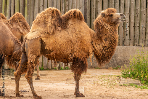Tableau sur toile camel at blackpool zoo