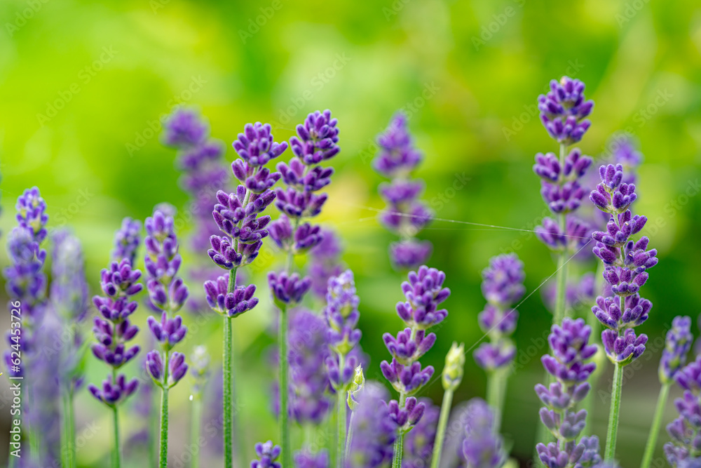 Violet fragrant lavender flowers. Violet fragrant lavender flowers.