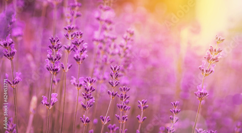 Violet fragrant lavender flowers.