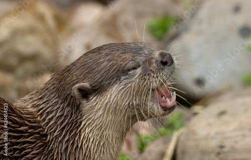 Asian short clawed otter eating fish