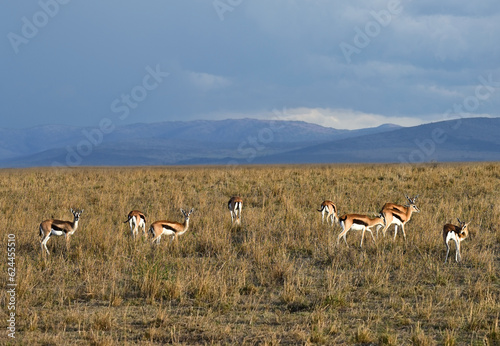 Flock of Thompson Gazelle graze