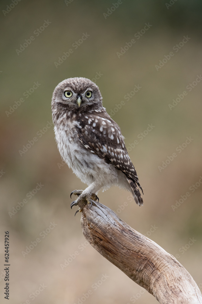 Fototapeta premium Recently Fledged Little Owl Owlet (Athene Noctua) photographed in the golden hour in farmland