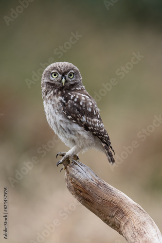 Recently Fledged Little Owl Owlet (Athene Noctua) photographed in the golden hour in farmland